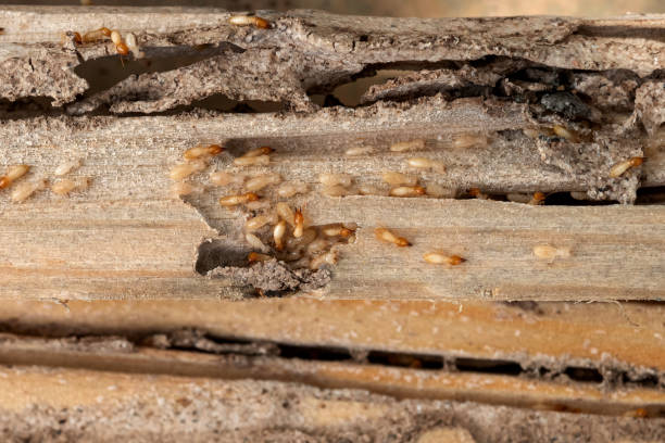 Best Pest Control for Restaurants  in Morton, MS